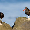 Black Oystercatcher
